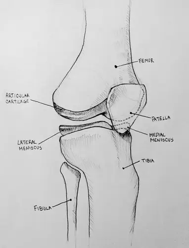 One of the ways to deal with friction is with the carticages, providing a smooth surface to allow the bones to keep operating for years, as the most perfect machine.