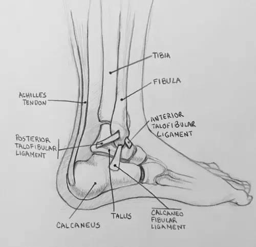 Understanding the basic anatomy of the ankle helps undertanding what happens when an ankle sprains