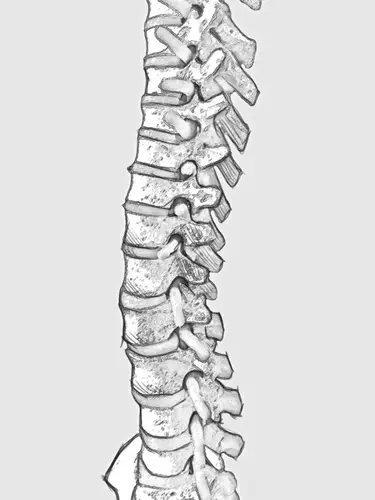 Being a very delicate and versatile part of our bodies, is important to work on the muscles that surround it (the core) to provide spine stability.
